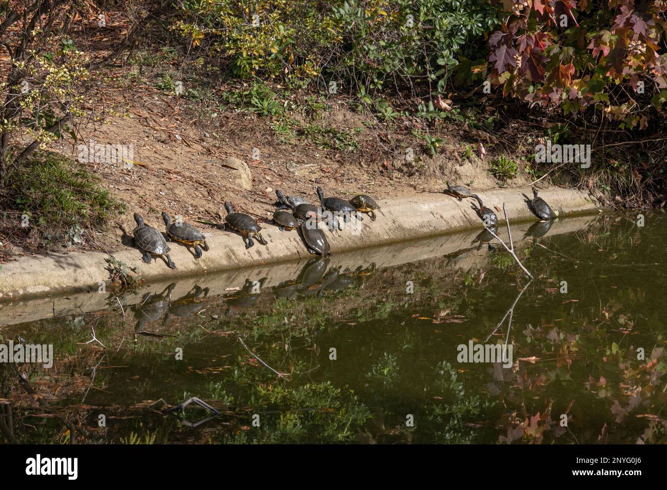 Tartarughe fuori dall'acqua vicino a uno stagno Foto Stock