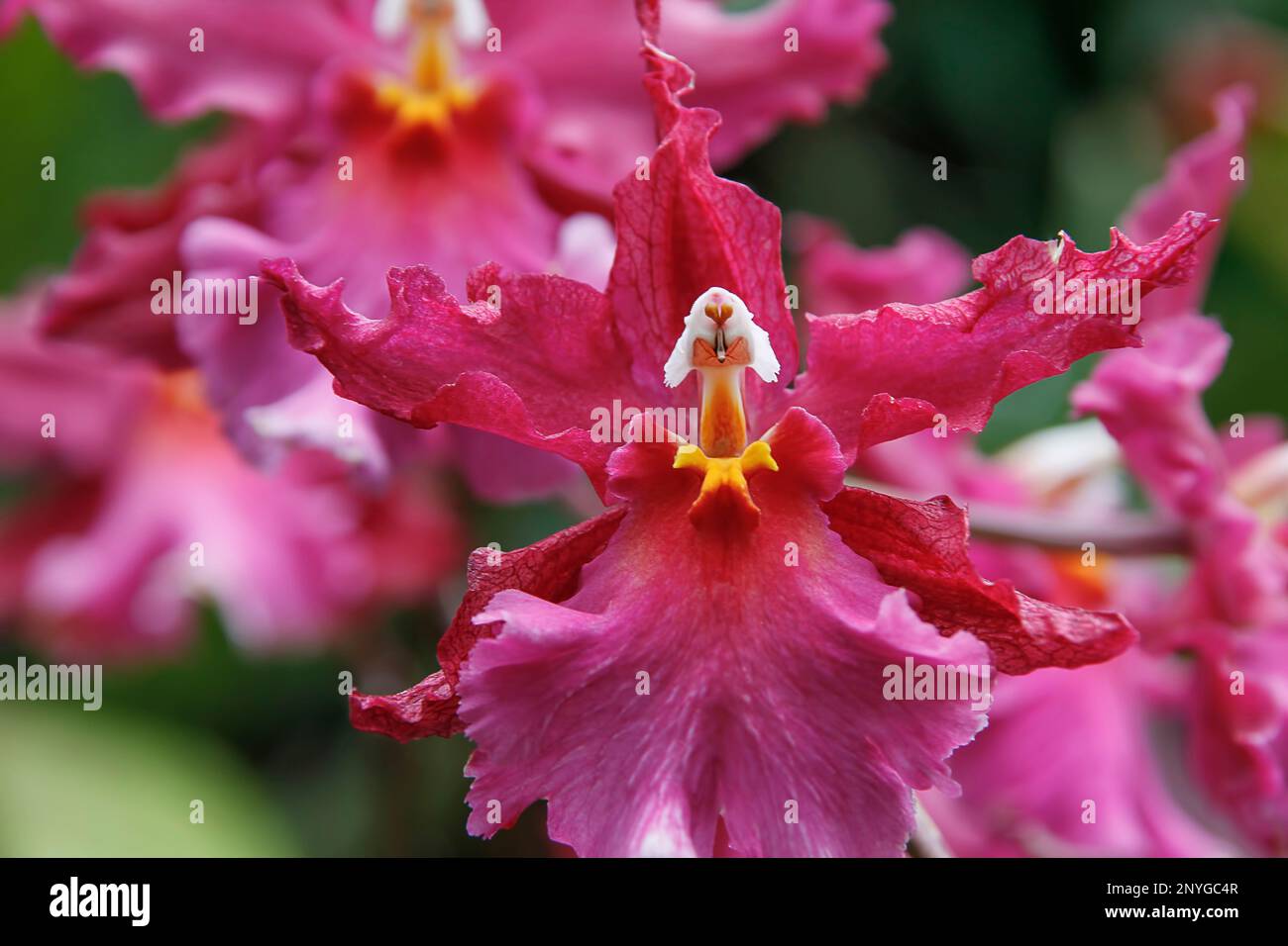 Un gruppo di petali rosa luminosi, raggruppati nel cespuglio in un lussureggiante ambiente all'aperto Foto Stock