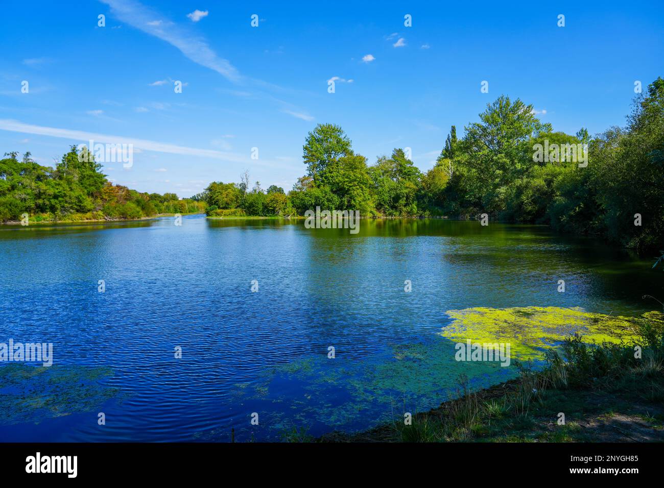 Paesaggio al Koldinger visto nella Leineaue meridionale. Riserva naturale nei pressi di Laatzen. Natura con laghi e vegetazione verde. Foto Stock