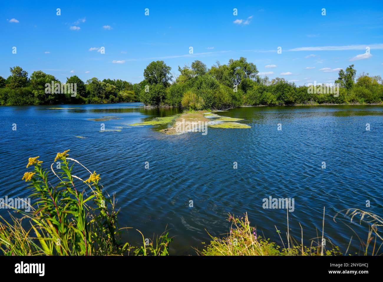 Paesaggio al Koldinger visto nella Leineaue meridionale. Riserva naturale nei pressi di Laatzen. Natura con laghi e vegetazione verde. Foto Stock