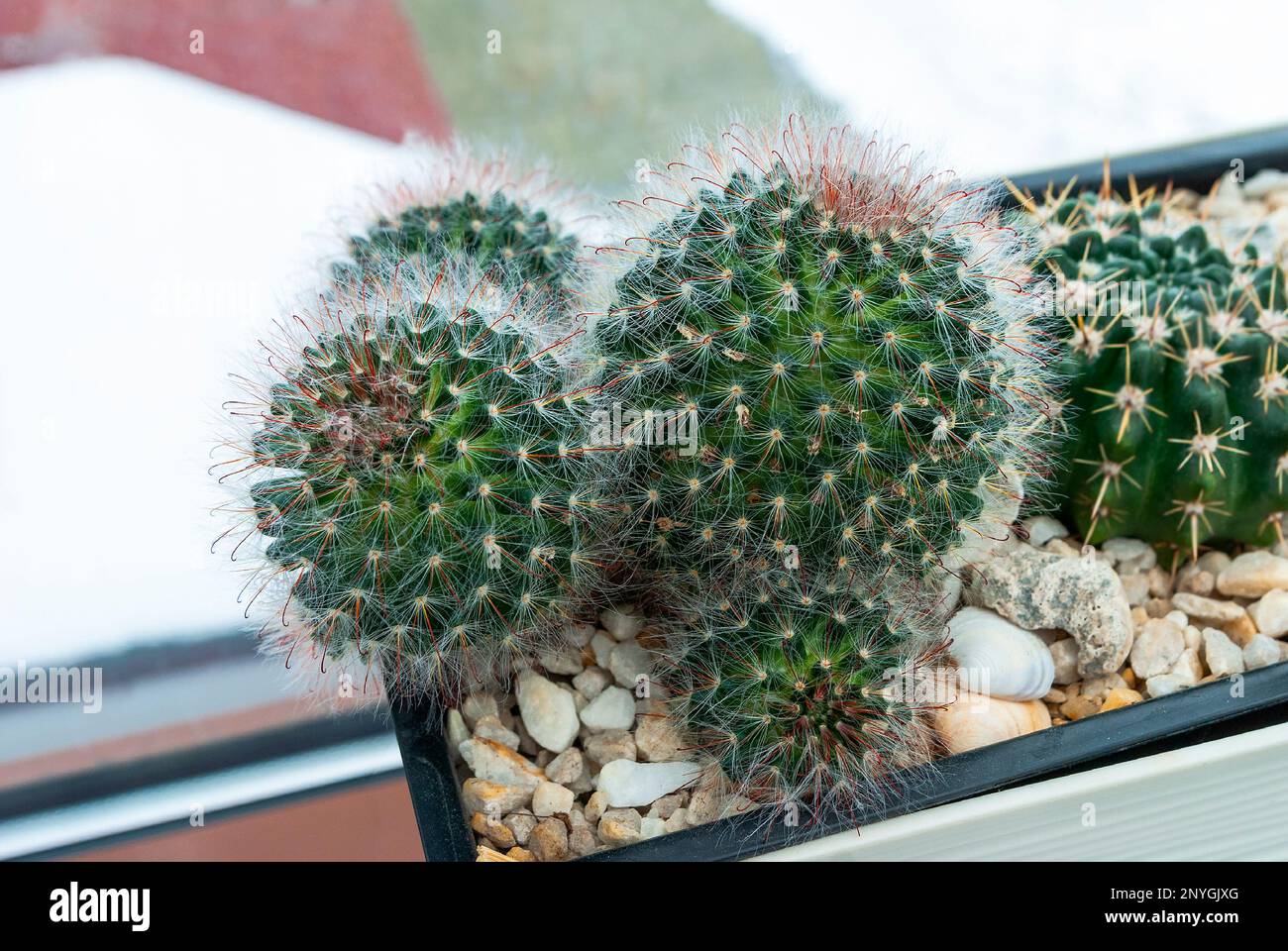 Cactus mammillaria in inverno sul davanzale Foto Stock
