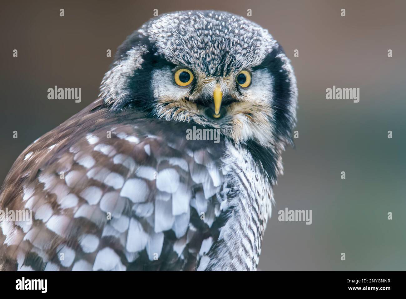 un gufo di falco tiene gli occhi aperti per le prede in una foresta Foto Stock