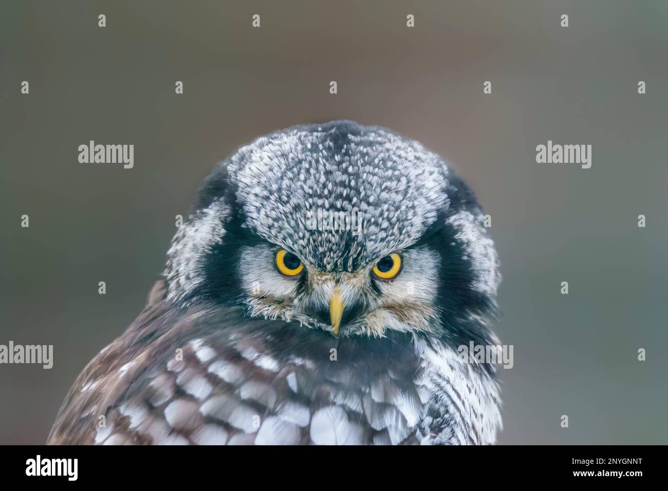 un gufo di falco tiene gli occhi aperti per le prede in una foresta Foto Stock