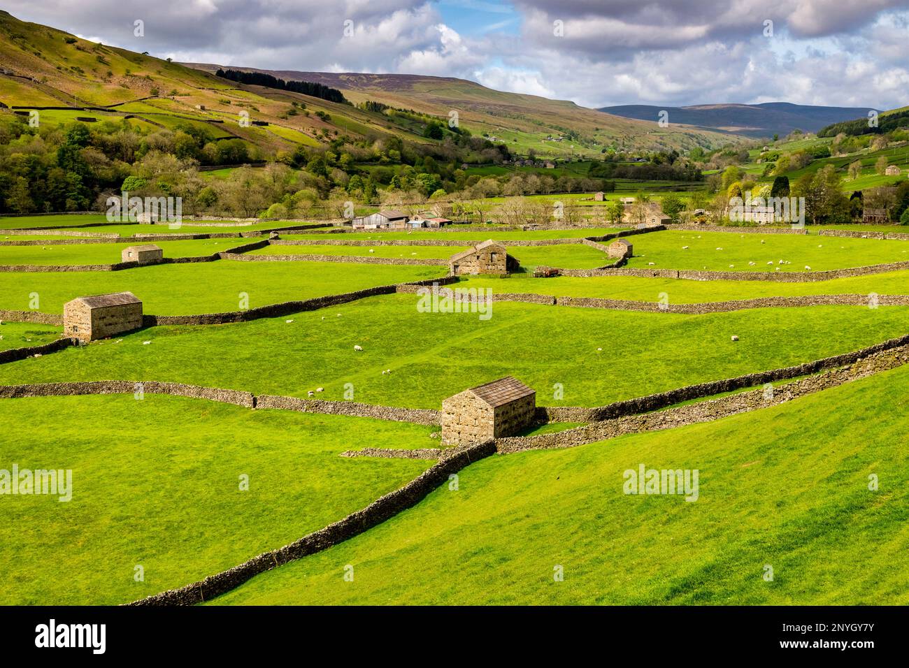 Tipico paesaggio delle valli dello Yorkshire a Swaledale, con fienili, pecore e muri di pietra a secco. Foto Stock