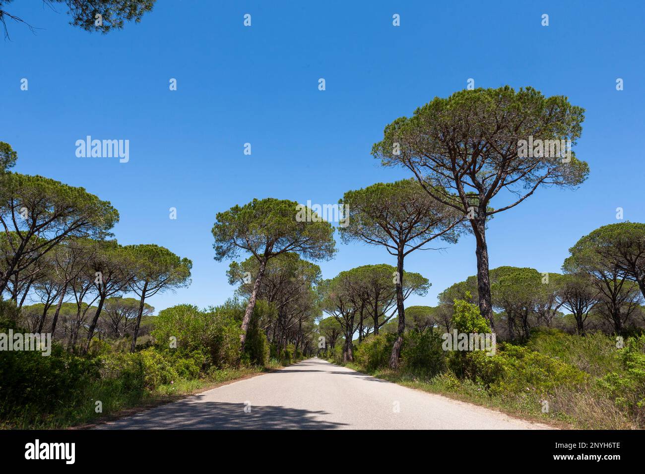 Strada del Mare nel Parco Regionale della Maremma, Toscana, Italia, con pini di pietra (Pinus pinea) che costeggiano la strada Foto Stock