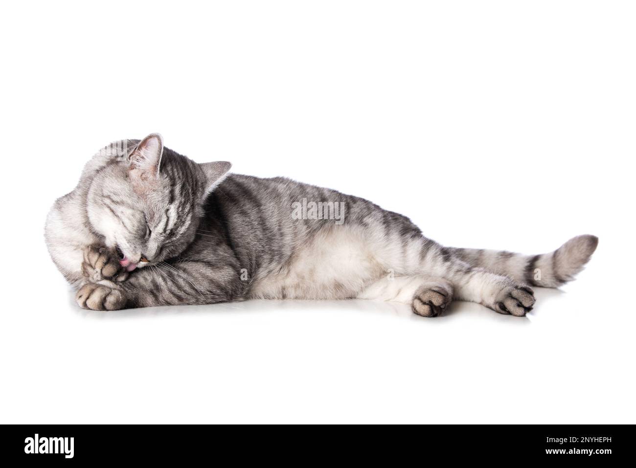 Gatto tabby argento giacente isolato su bianco Foto Stock