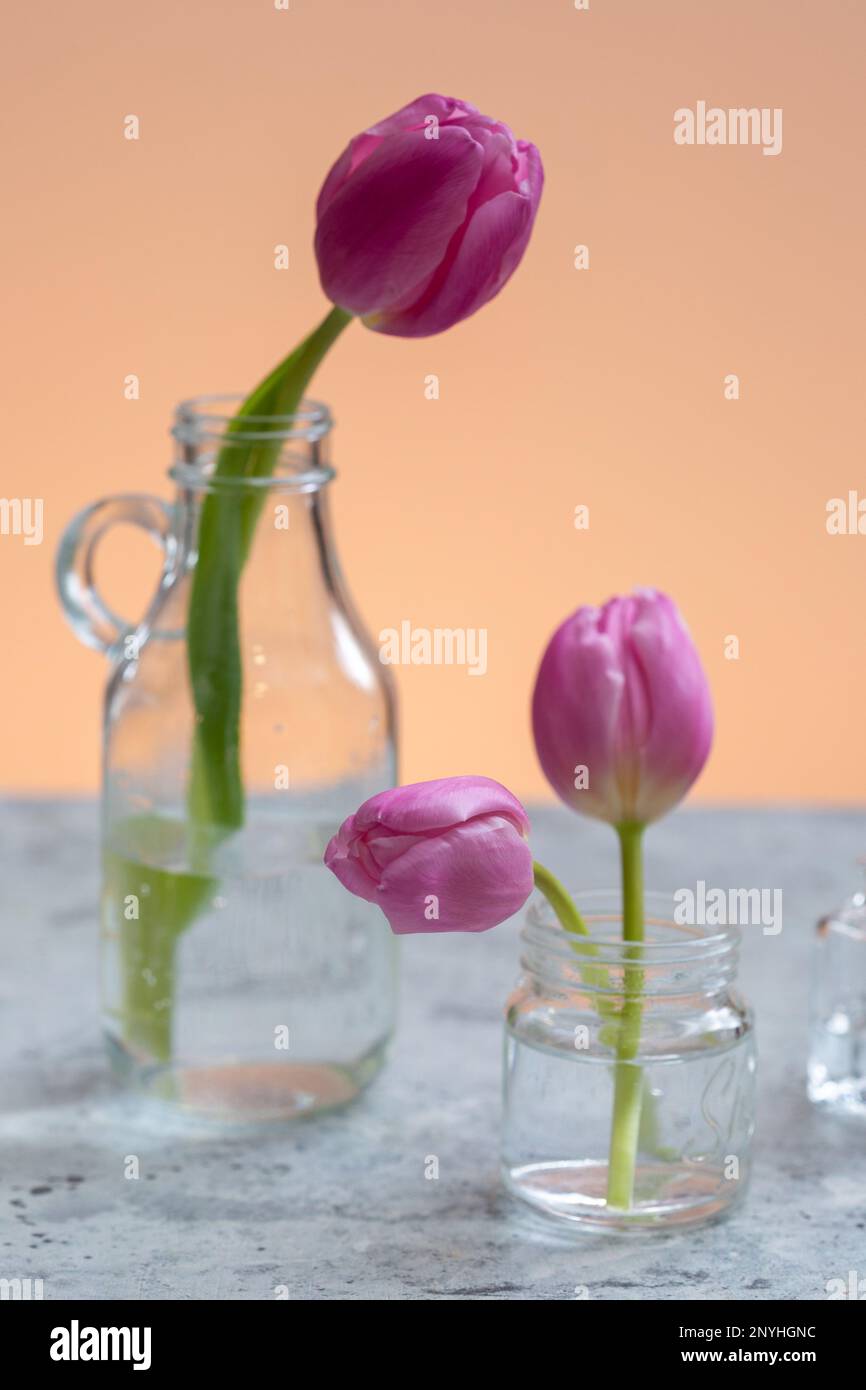 I due vasi trasparenti riempiti con fiori di tulipano rosa Foto Stock