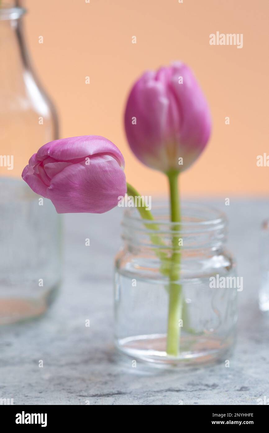 I due fiori di tulipano rosa in un piccolo vaso di vetro accanto ad un'altra bottiglia di vetro Foto Stock
