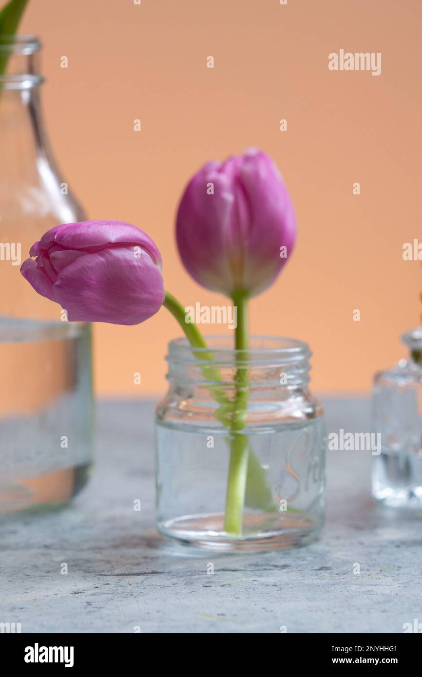 I due fiori di tulipano rosa in un piccolo vaso di vetro accanto ad un'altra bottiglia di vetro Foto Stock