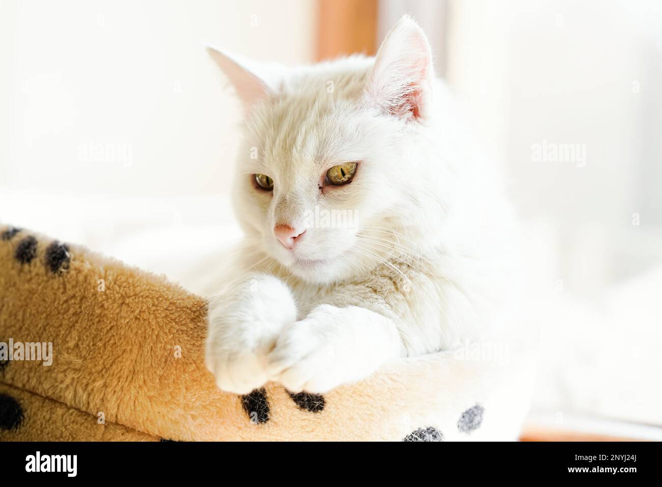 Walldorf, Germania. 28th Feb, 2023. Cat Fluffy si trova sul davanzale nell'appartamento del suo proprietario Regine Tredwell. Al fine di proteggere le larche crestate, che sono minacciate di estinzione, a partire da aprile si applicheranno gli "arresti domiciliari” ai gatti di alcune zone del Walldorf (distretto Reno-Neckar). Credit: Uwe Anspach/dpa/Alamy Live News Foto Stock