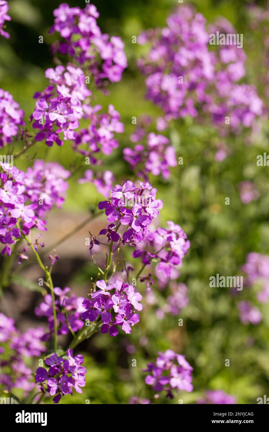 Fioritura fragrante matiola, notte violetta in giardino Foto Stock