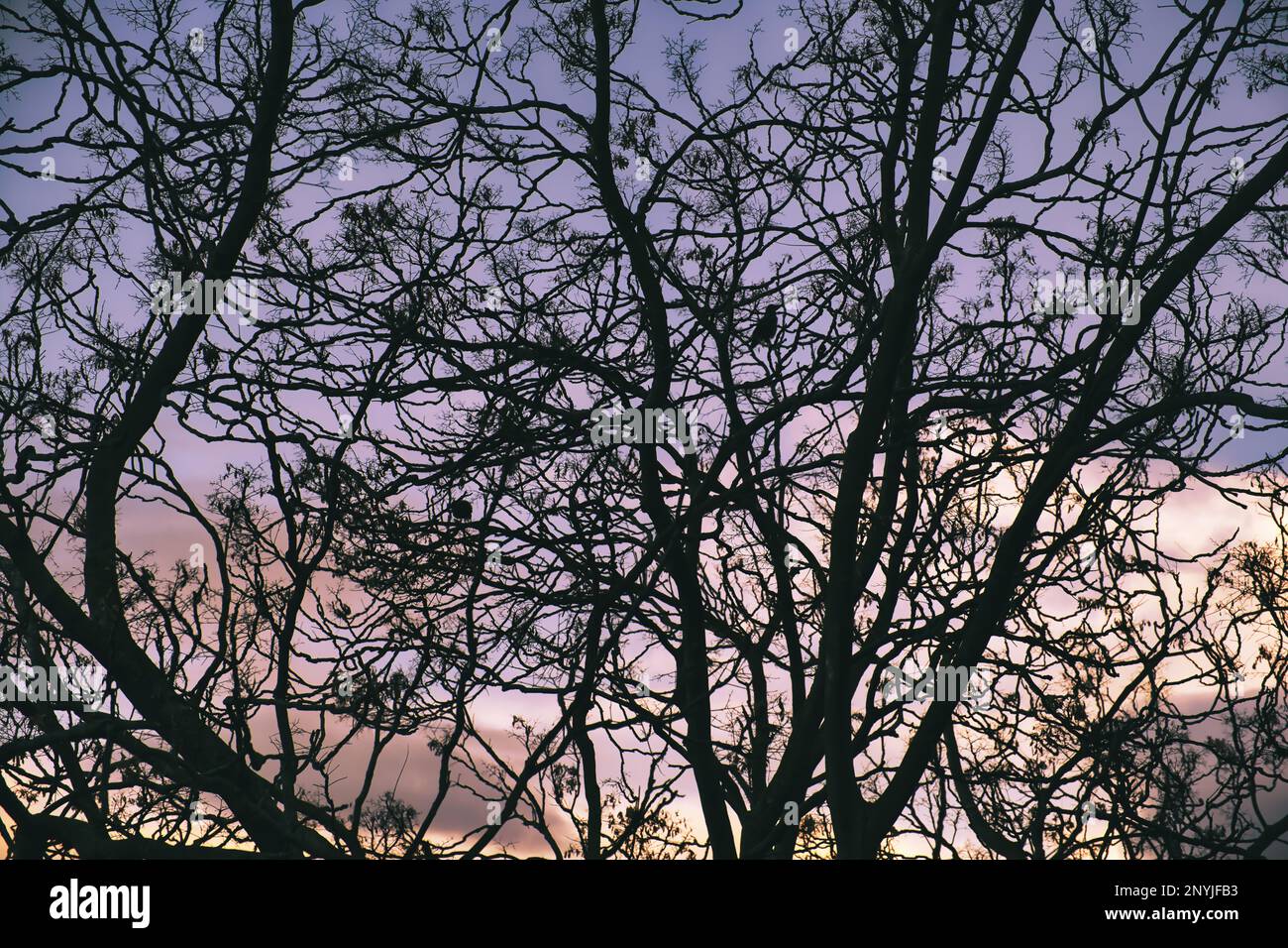 Silhouette di alberi nudi al crepuscolo nella stagione di avvolgimento con due uccelli solitari Foto Stock