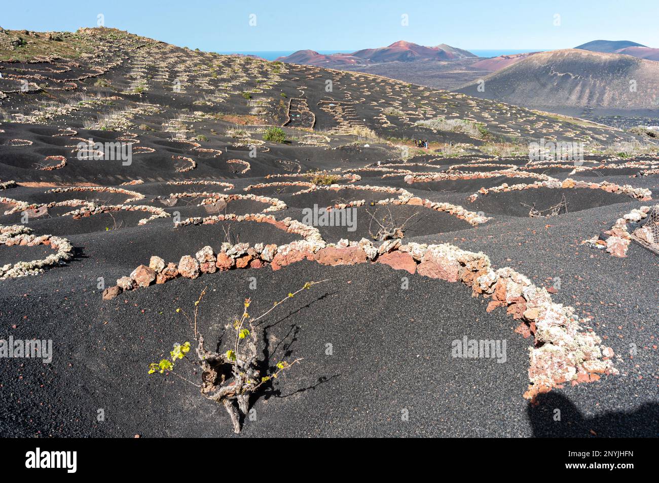 Splendida prospettiva del vigneto su suolo vulcanico nero a la garia, le isole Canarie di Lanzarote, caratterizzate da vigne in fosse protette da frangivento roccioso Foto Stock