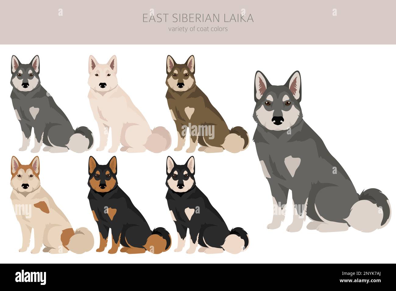 Clipart siberiana orientale di laika. Set di diversi colori del rivestimento. Illustrazione vettoriale Illustrazione Vettoriale
