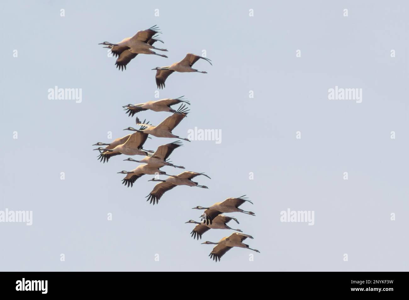 due gru volano nel cielo blu in primavera Foto Stock