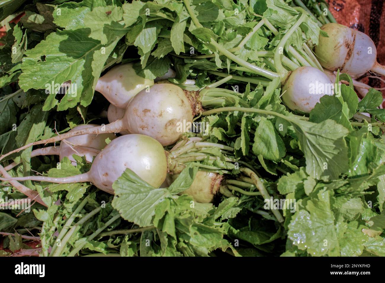 09 08 2007 raccolto fresco di rafano bianco su uno stallo mercato Nuwara Eliya collina Sri Lanka Asia. Foto Stock