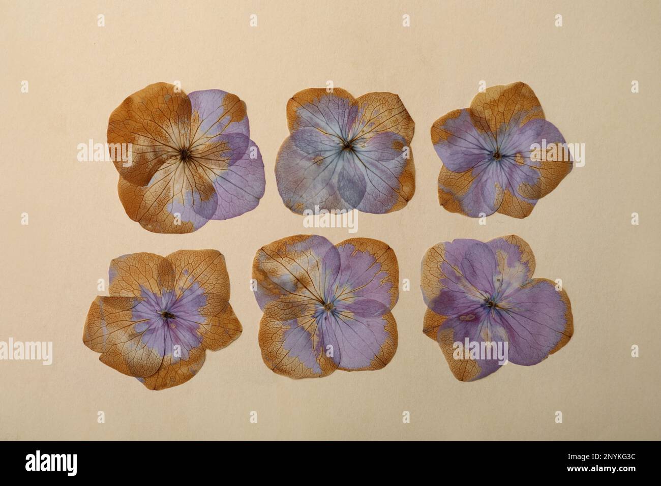 Fiori di prato secchi selvatici su sfondo beige, giacitura piatta Foto Stock