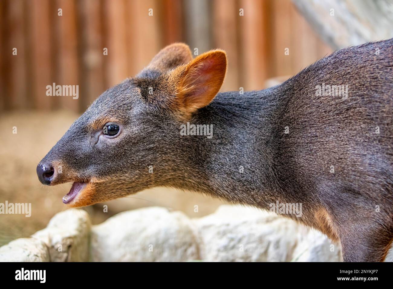 Un'immagine di primo piano di Pudu Sud (Pudu puda). Proviene dal Cile meridionale e dall'Argentina sud-occidentale. Foto Stock