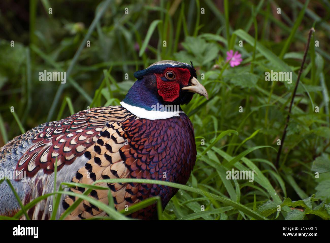 Ringneck fagiano vagare in erba alta sul lato della strada. Foto Stock