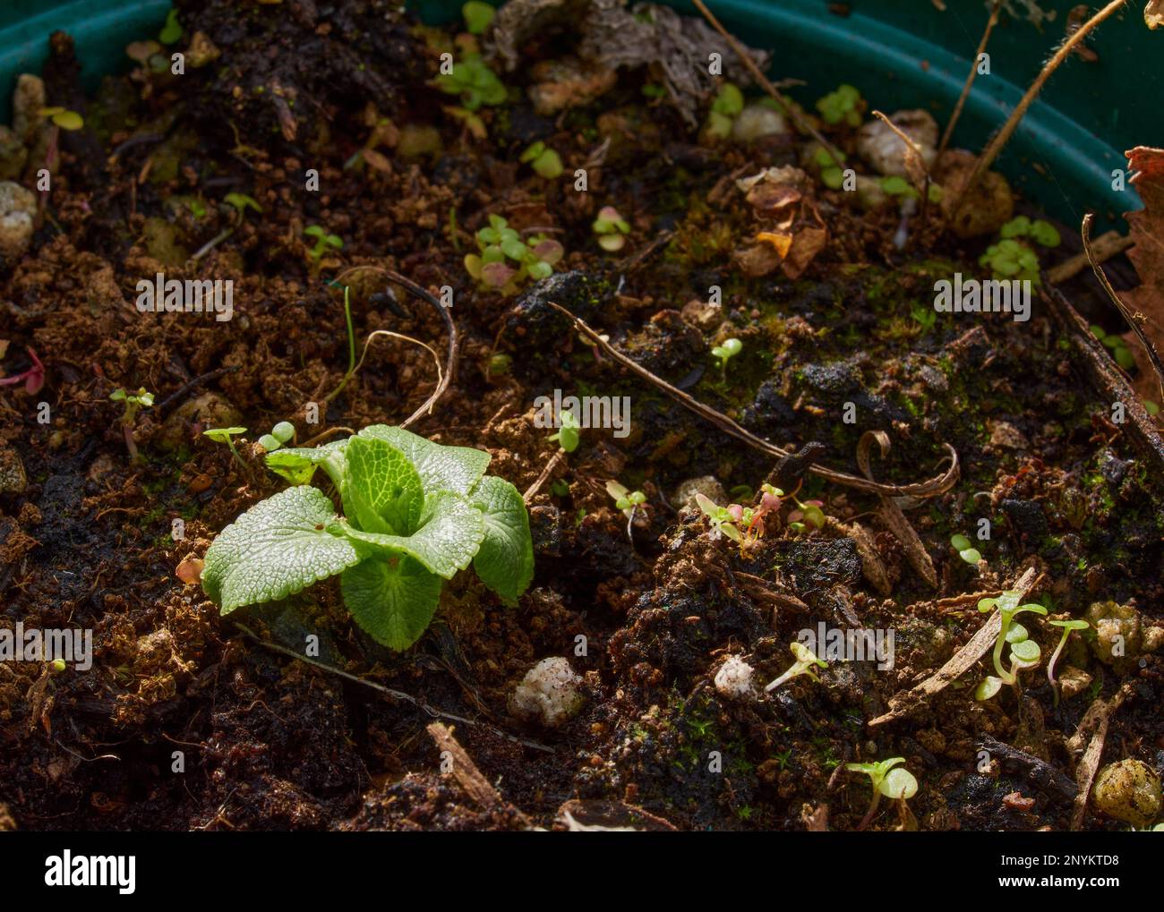 Febbraio e l'Eryngium 'Silver Ghost' inizia appena a mostrare nella serra non riscaldata alle 900ft:00 sul mercato del North Yorkshire Foto Stock