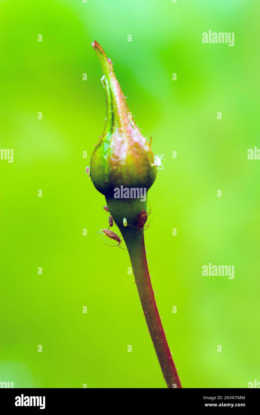 Primo piano di un germoglio di rosa del giardino infettato da una peste comune, afidi. Foto Stock