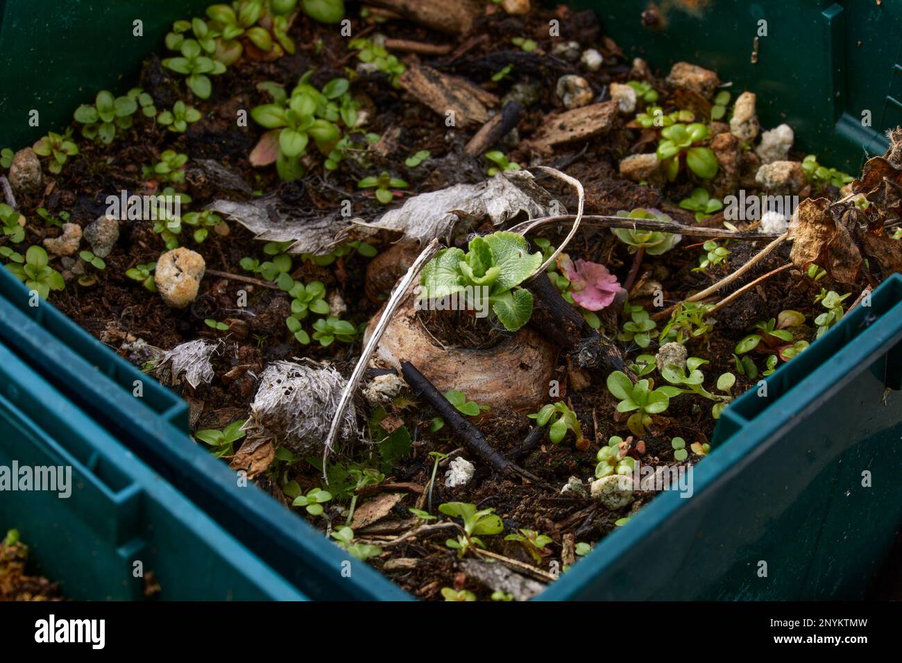 Febbraio e l'Eryngium 'Silver Ghost' inizia appena a mostrare nella serra non riscaldata alle 900ft:00 sul mercato del North Yorkshire Foto Stock