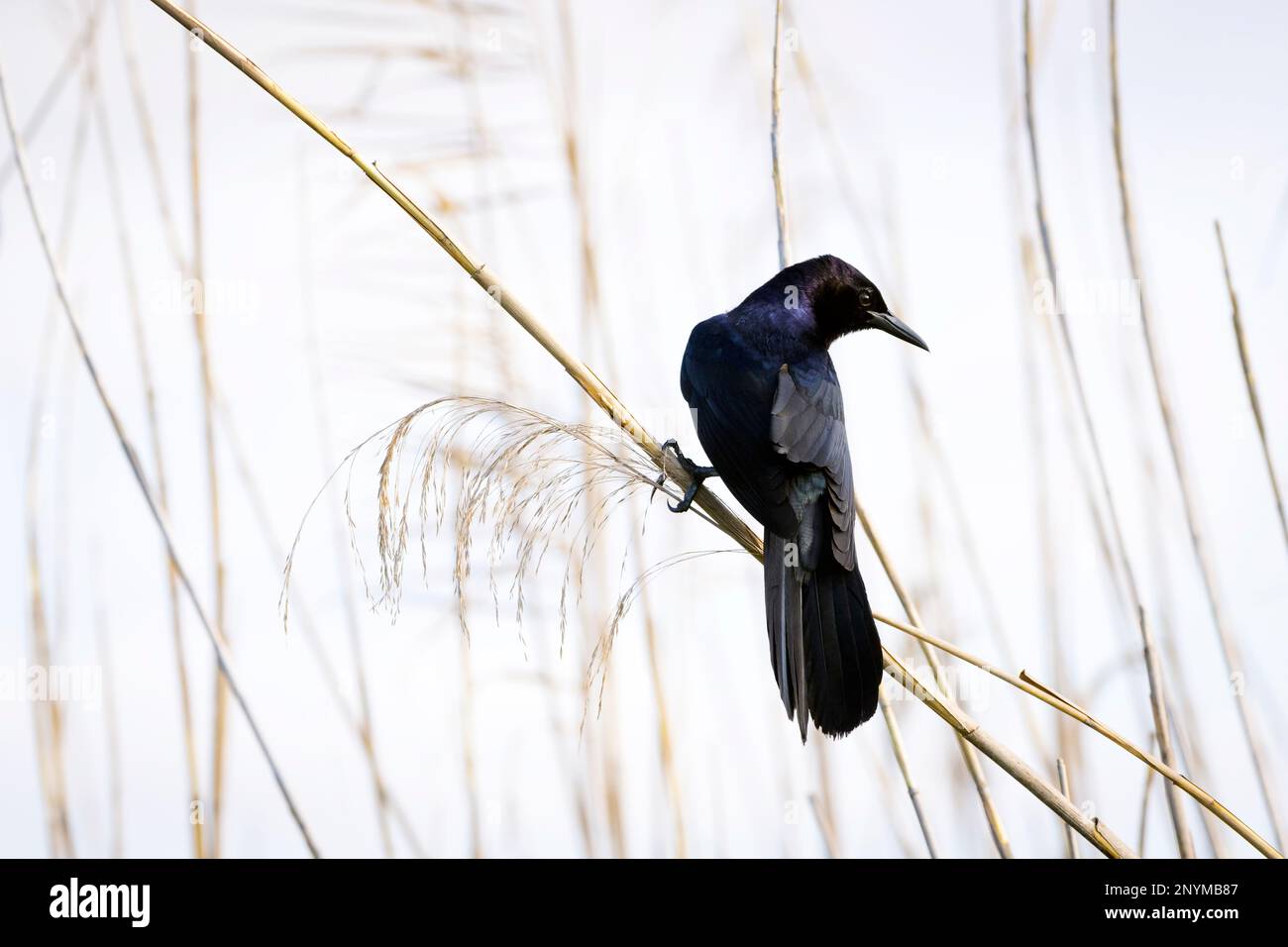 Grackle (Quiscale Major) dalla coda di una barca arroccato in Reed, parco nazionale delle Everglades, Florida, Stati Uniti. Foto Stock