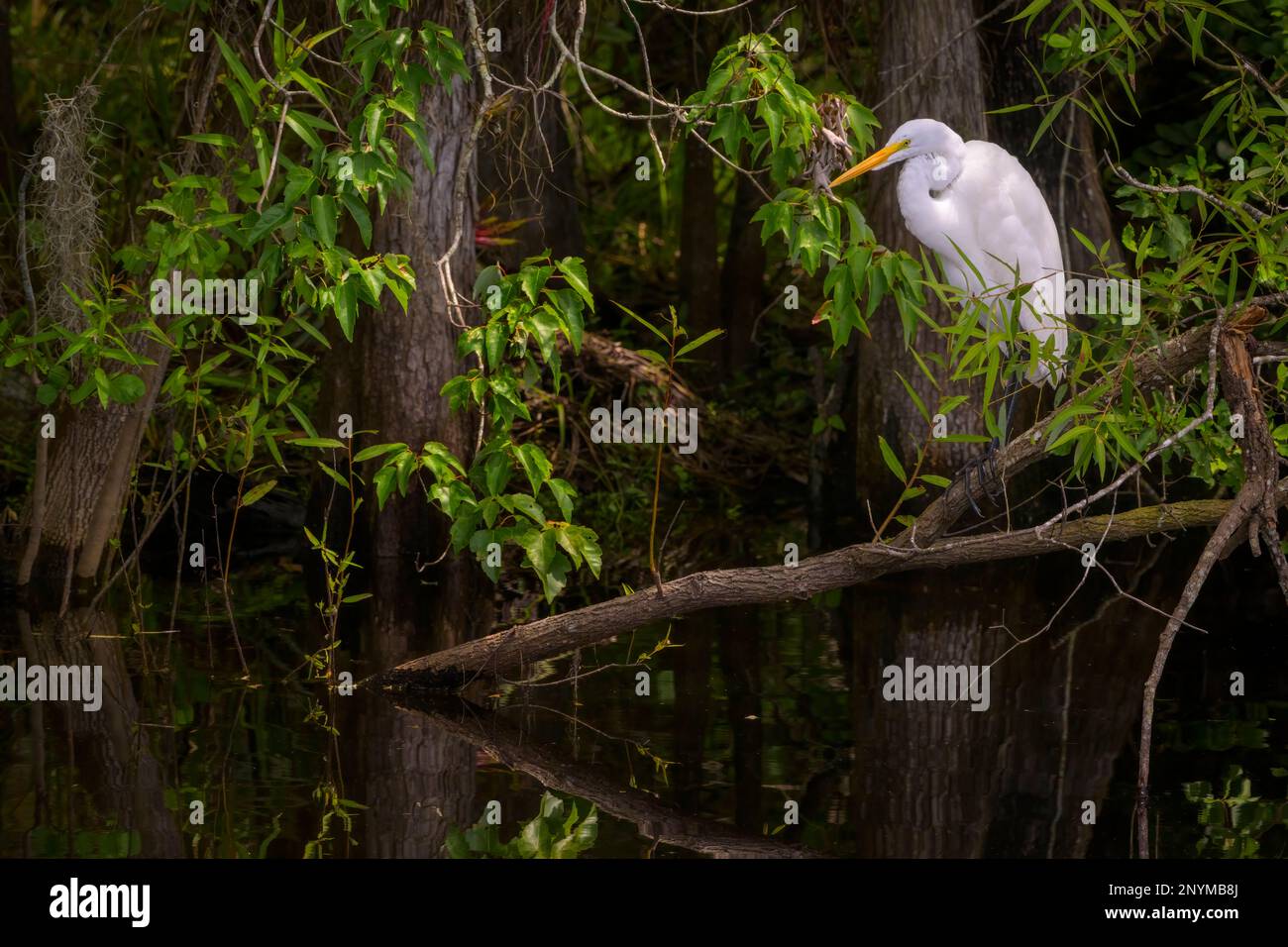 Grande Egret (Ardea alba) nella palude, Big Cypress National Preserve, Florida Foto Stock