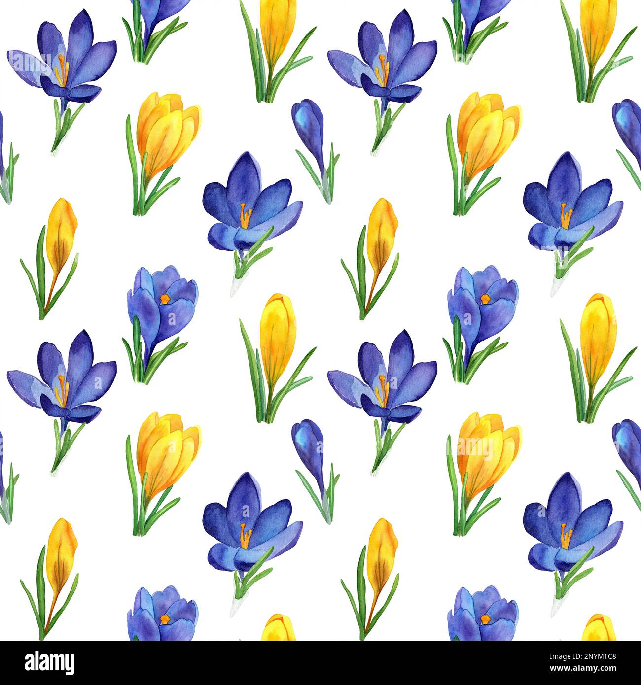 Primavera senza cuciture motivo di fiori di cocus blu e giallo. Ornamento tessile dipinto a mano in acquerello. Disegno botanico per tessuti, imballaggi, coperture Foto Stock