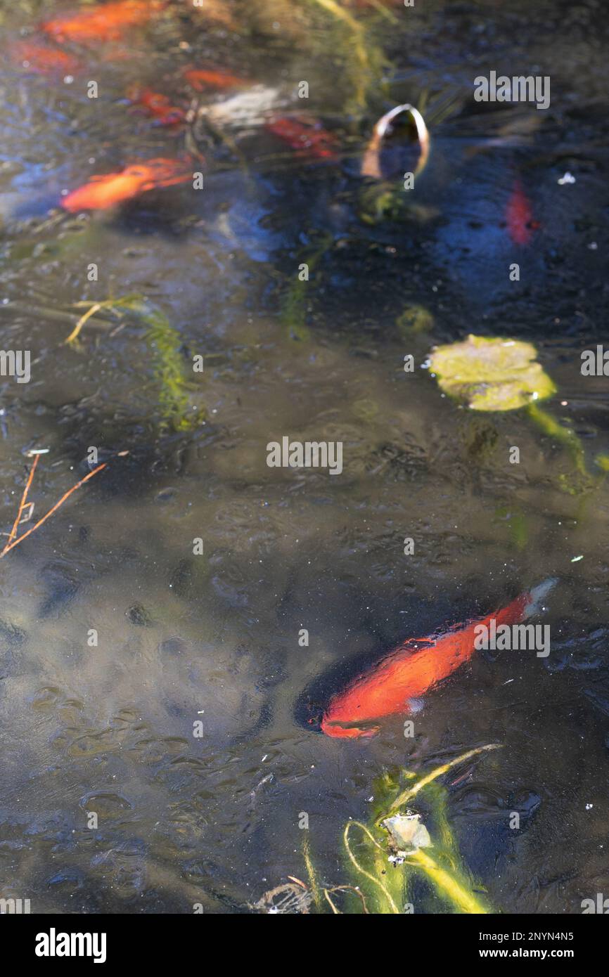 Pesci di Koi sotto uno strato di ghiaccio in uno stagno. Foto Stock
