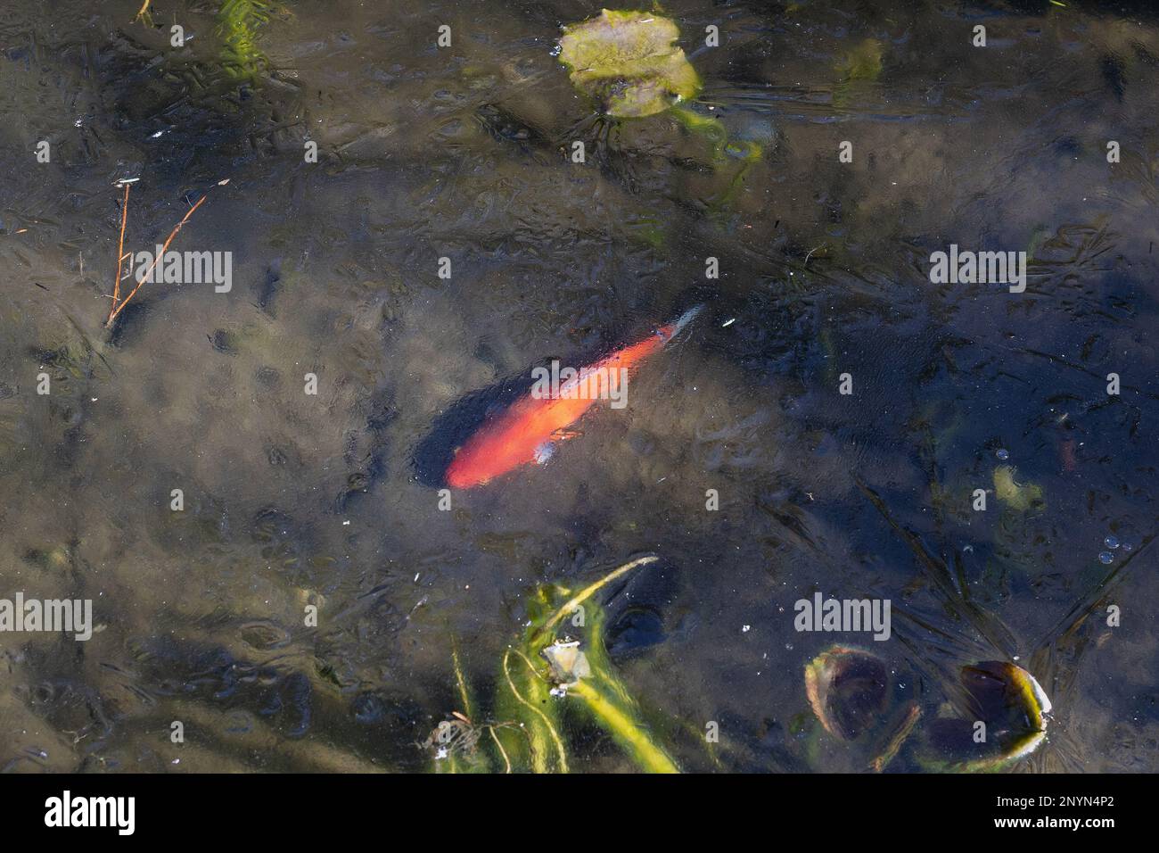 Pesci di Koi sotto uno strato di ghiaccio in uno stagno. Foto Stock
