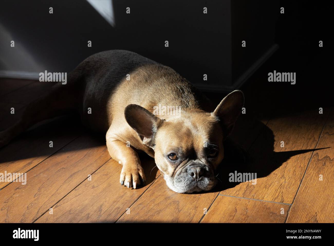 Un bulldog francese giacente su un pavimento di legno. Foto Stock