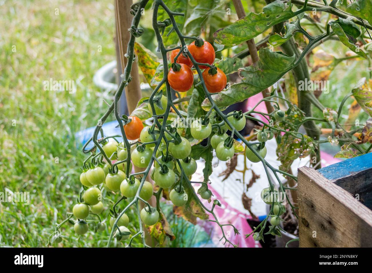 Un capretto di pomodori ciliegini con frutti maturi e non maturi su un vitigno di pomodoro che cresce in un growbag esterno Foto Stock