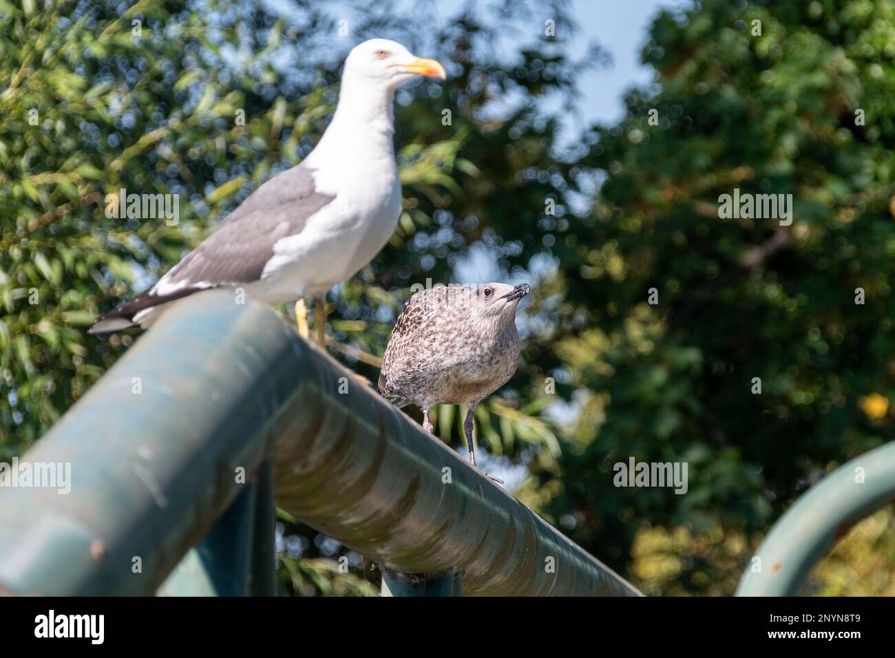 Un gabbiano nero minore, Larus fuscus, sedette sulla ringhiera di un ponte che implorava cibo da un po 'fuori fuoco in adulto in estate plu Foto Stock