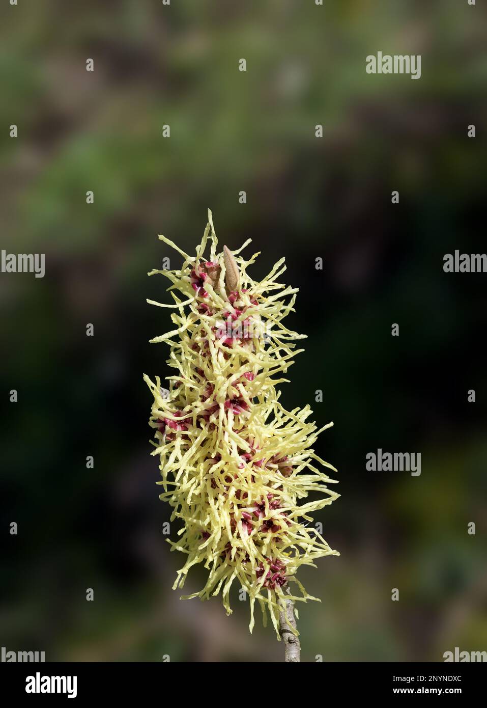 Strega Hazel--Hamamelis--fiorire in inverno, Germania Foto Stock