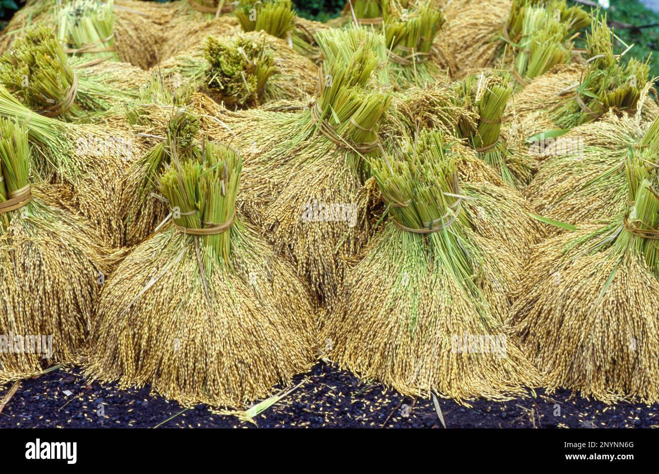 Indonesia, Java. Raccolta del riso. Fasci di spikelet d'oro Foto Stock