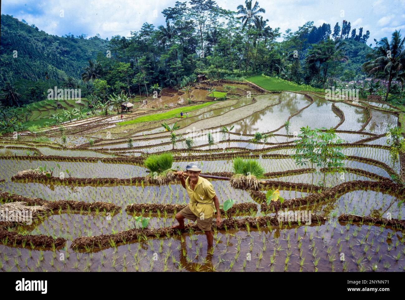 Indonesia, Java, Baturaden. Farmer trasporta piccole piante di riso per piantare sul suo sawa. Foto Stock