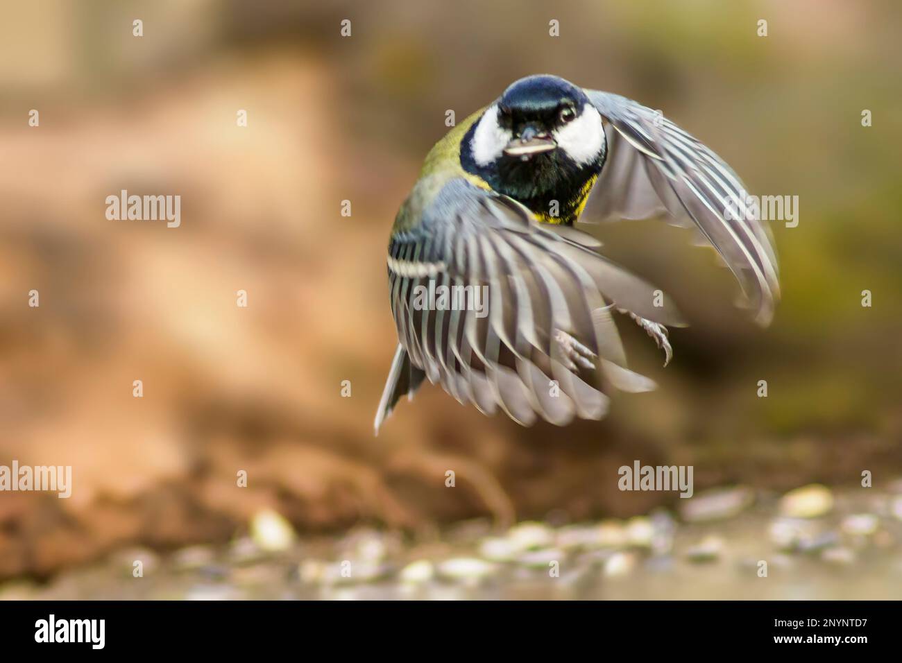 Un grande inizio tit da decollare Foto Stock