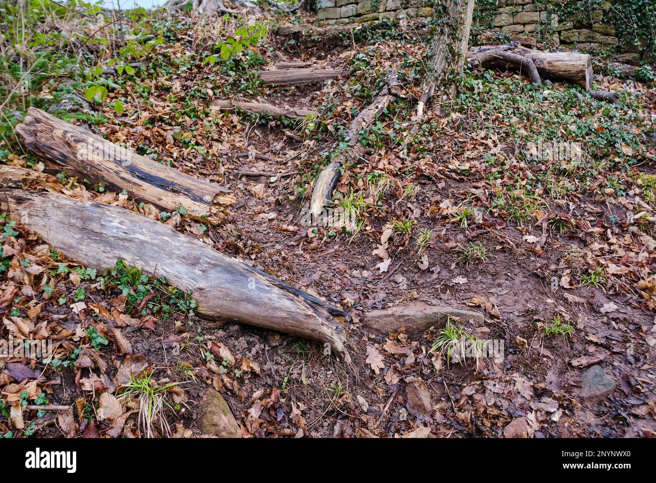 Legno morto e radici di albero in un pezzo di foresta. Foto Stock