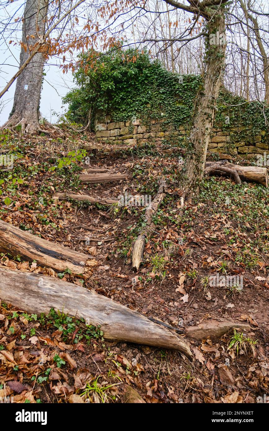 Deadwood e gradini in legno che portano ad un muro di edera in un pezzo di foresta. Foto Stock
