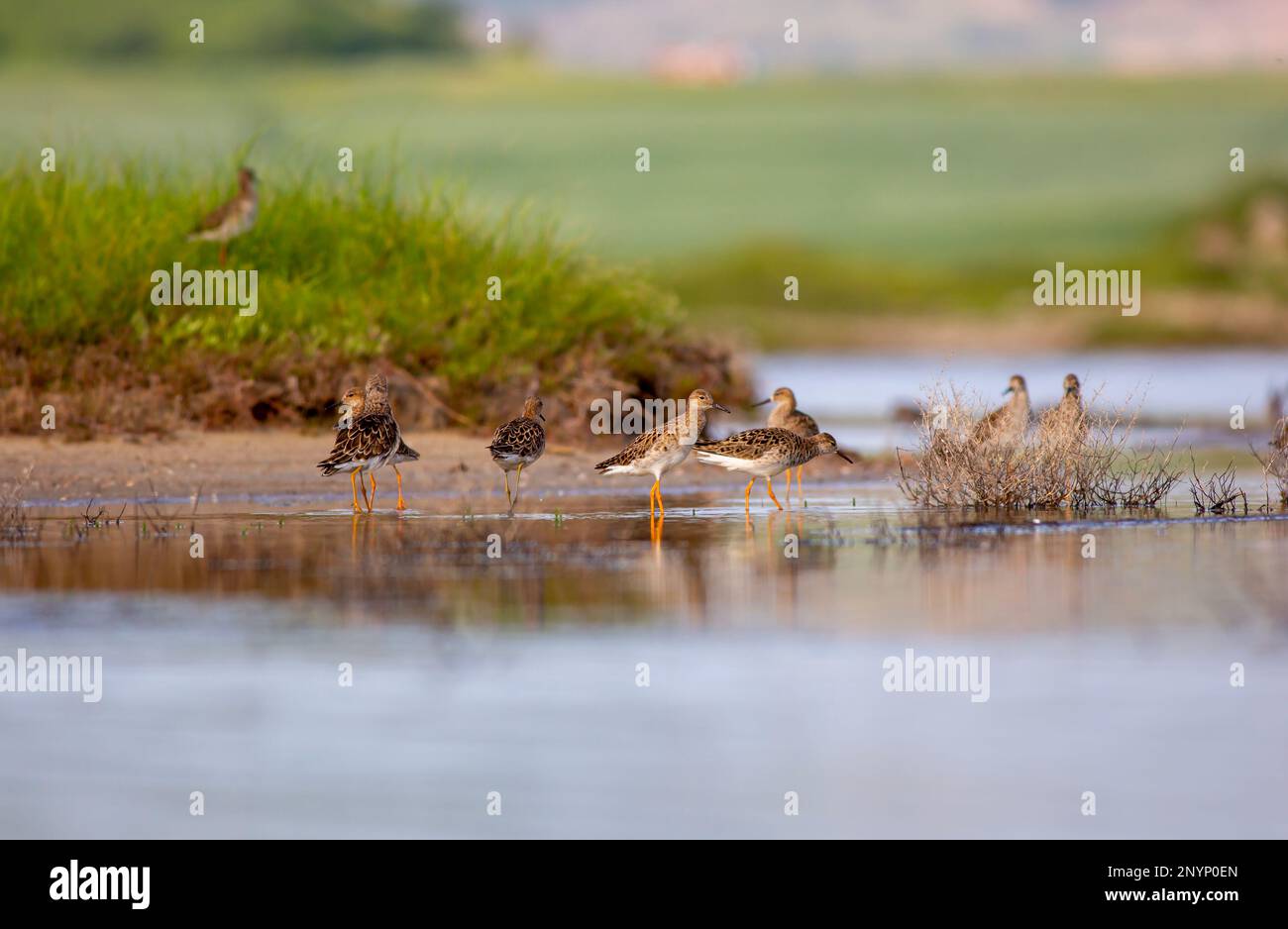 Uccello combattente in acqua ghiacciata, Ruff, Calidris pugnax Foto Stock