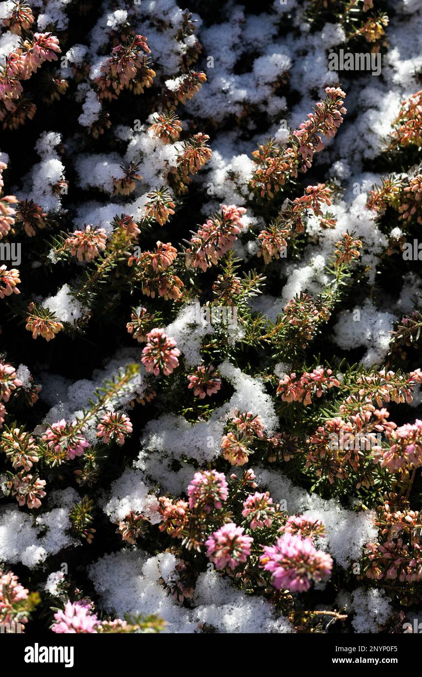 Neve su un arbusto di erica in inverno a Eugene, Oregon. Foto Stock