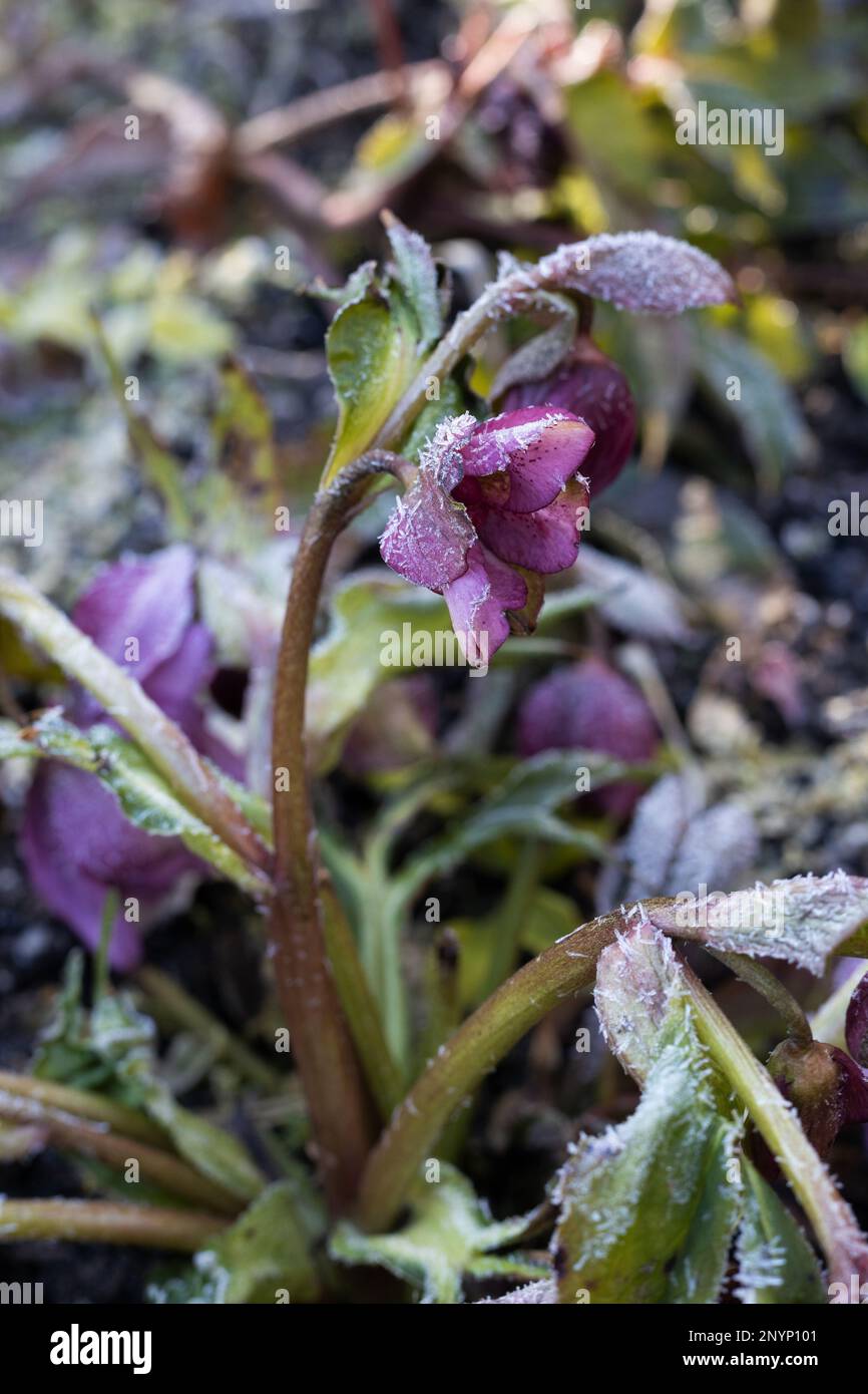 In inverno, a Eugene, Oregon, potrai fare una brina sui fiori dell'ellebore. Foto Stock