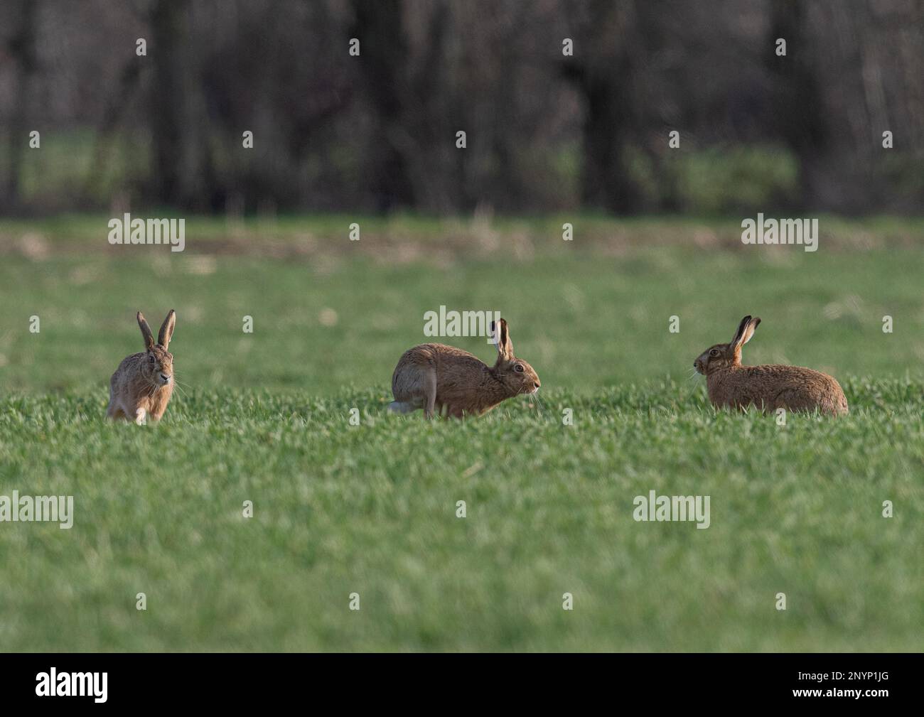 Tre Wild Brown Hares che si inseguono in una battaglia di corteggiamento nel campo degli agricoltori. Suffolk, Regno Unito Foto Stock
