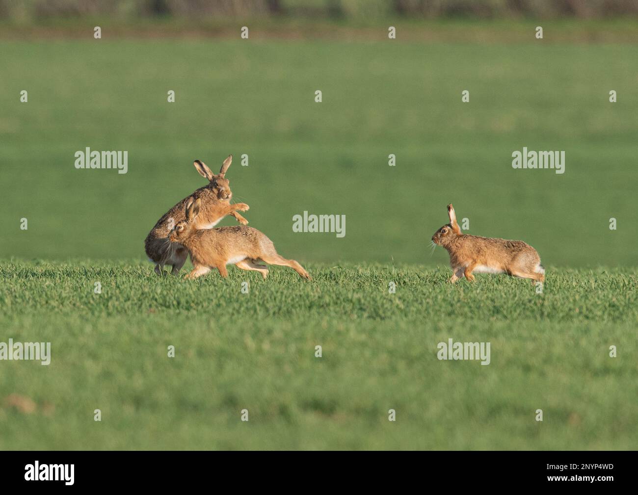 Tre Wild Brown Hares che si inseguono in una battaglia di corteggiamento nel campo degli agricoltori. Suffolk, Regno Unito Foto Stock