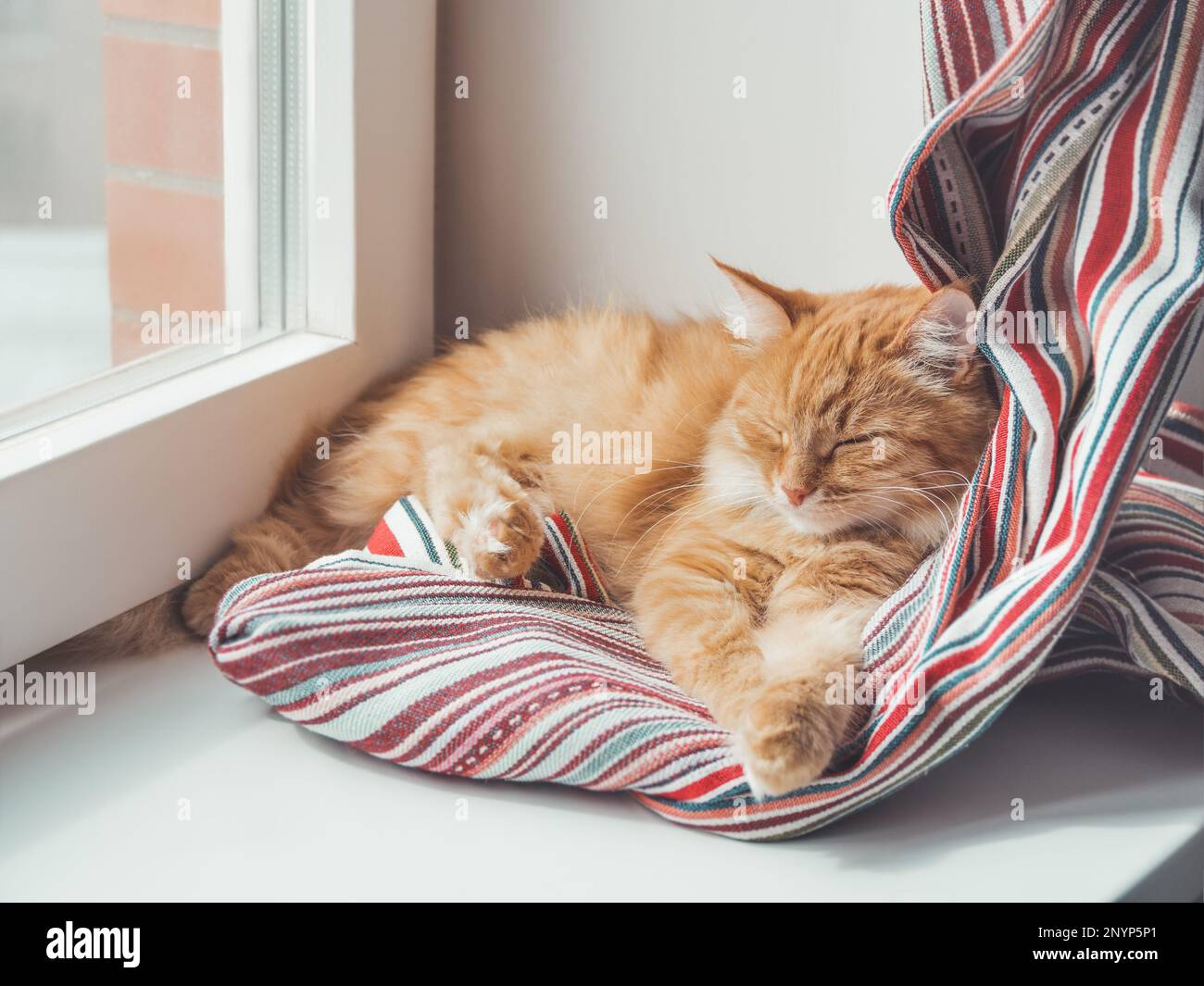 Carino zenzero gatto dorme sul davanzale. Un animale domestico morbido ha un pisolino sulla tenda tessile colorata. Animali domestici a casa. Foto Stock
