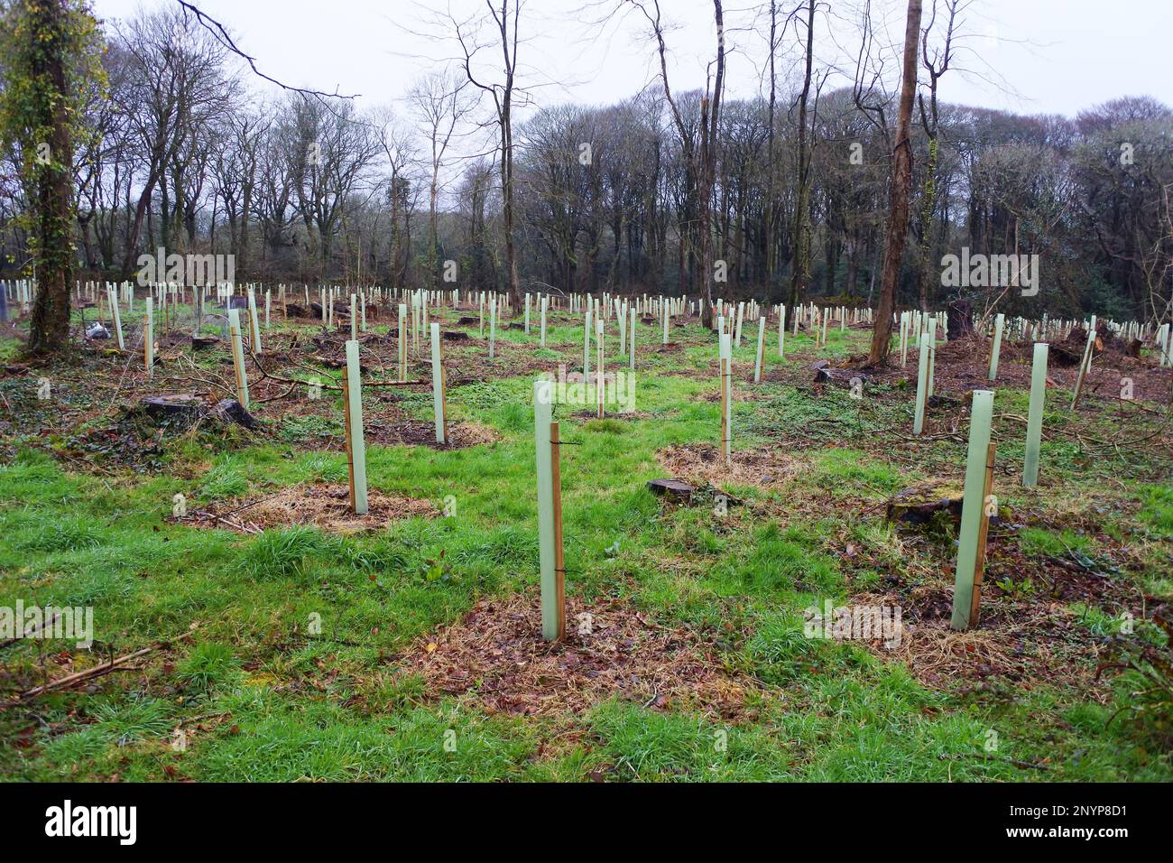 Alberi appena piantati con guardie di plastica, Cornovaglia, Regno Unito - John Gollop Foto Stock