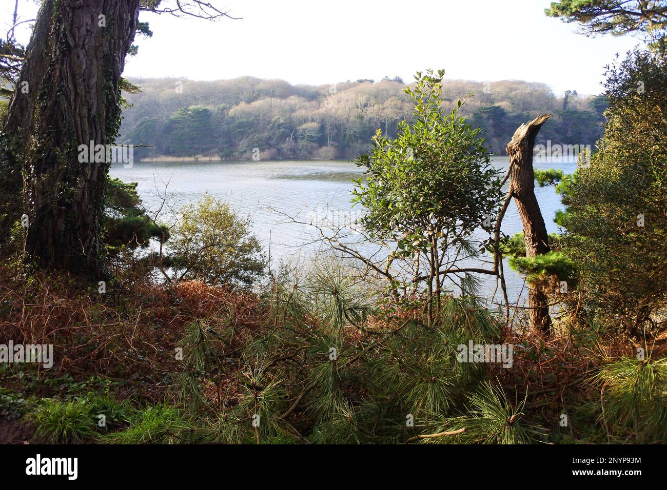 Loe Pool, vicino a Helston, Cornwall, Regno Unito - John Gollop Foto Stock