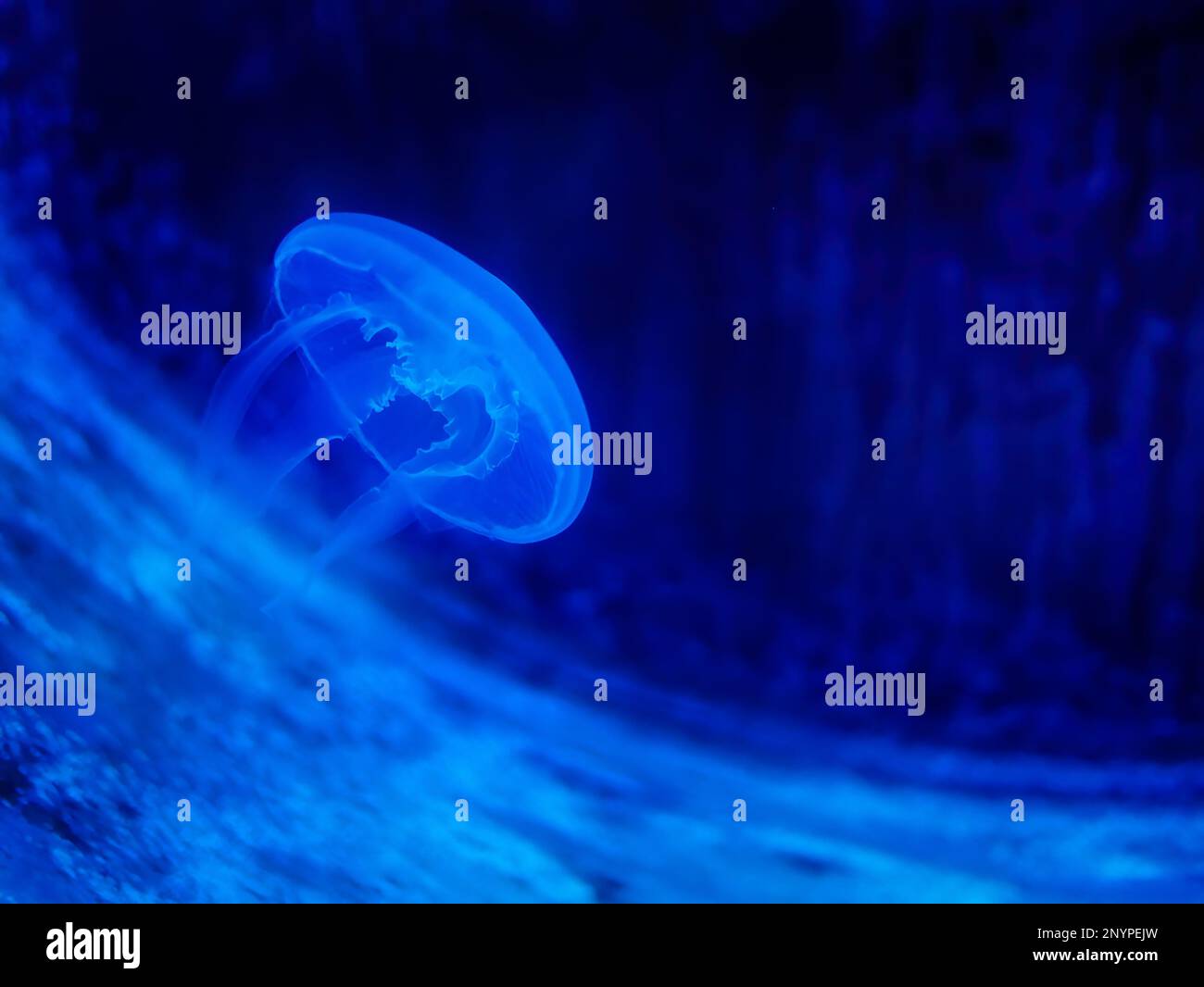 Piccoli meduse lunari illuminati da luci al neon in blu, nuoto in acqua, acquario di Phuket Foto Stock