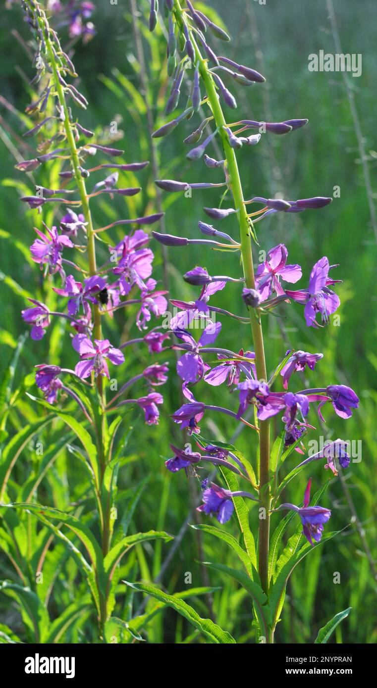 L'angustifolio di Epilobium fiorisce in natura in estate Foto Stock